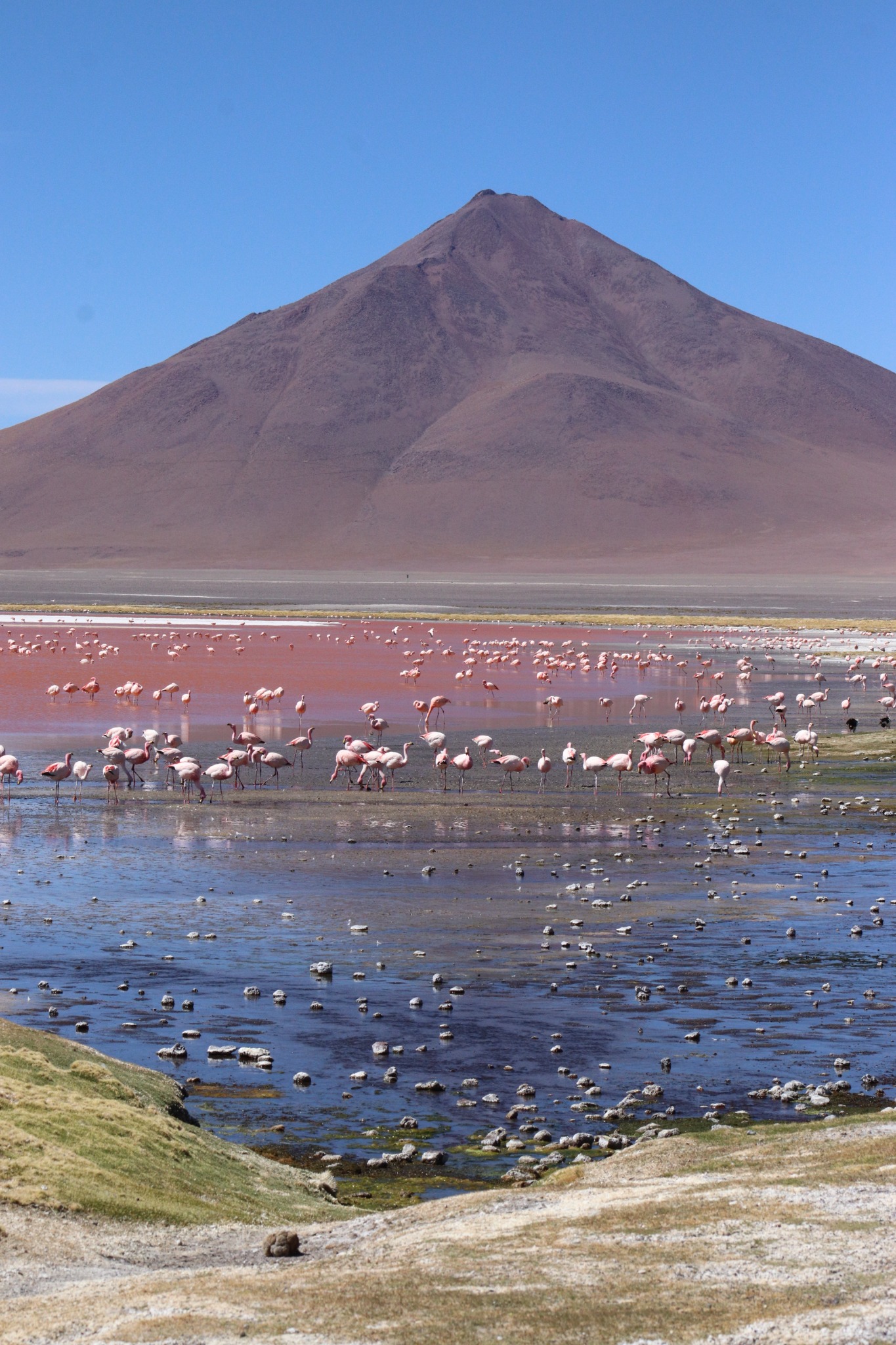 Flamants en Bolivie