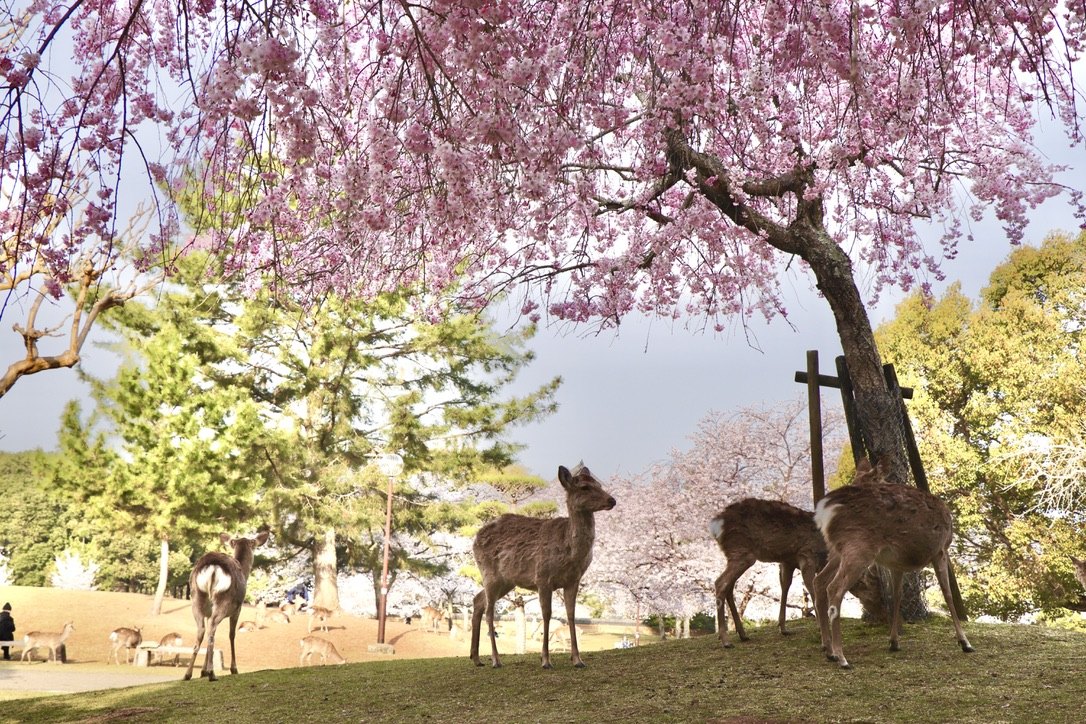 Cerfs sous les cerisiers en fleurs au Japon